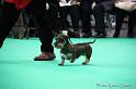 Crufts2011_2 871